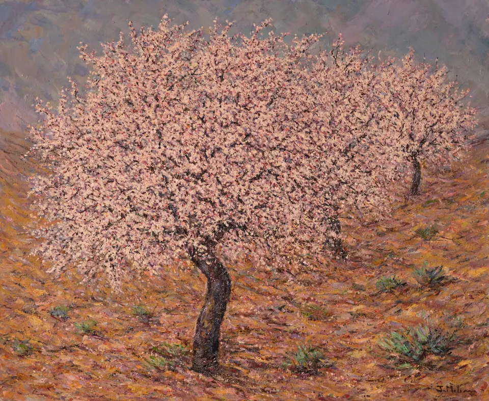 Almendro solitario en flor
