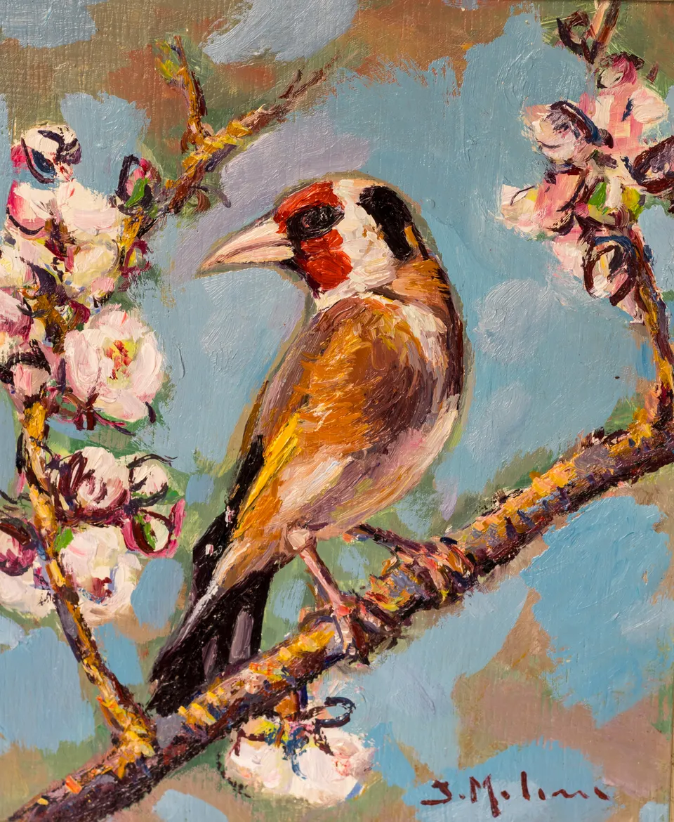 Jilguero entre flores de almendro